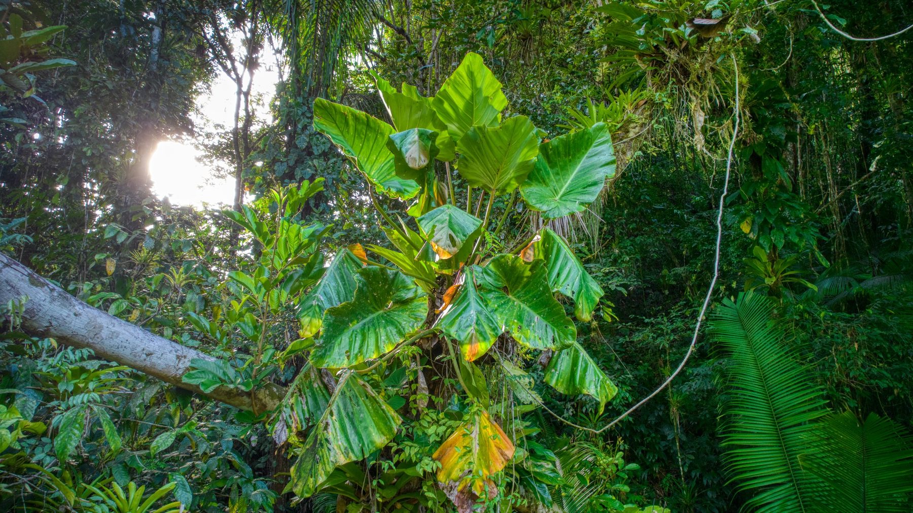Tropischer Regenwald auf Tobago