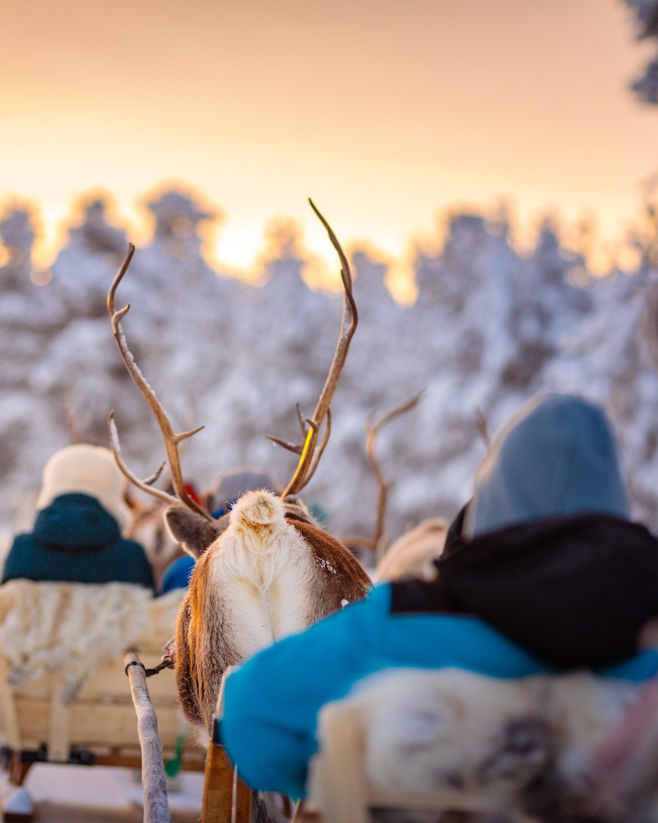 Rentierschlittenfahrt durch verschneiten Wald bei Sonnenuntergang in Lappland