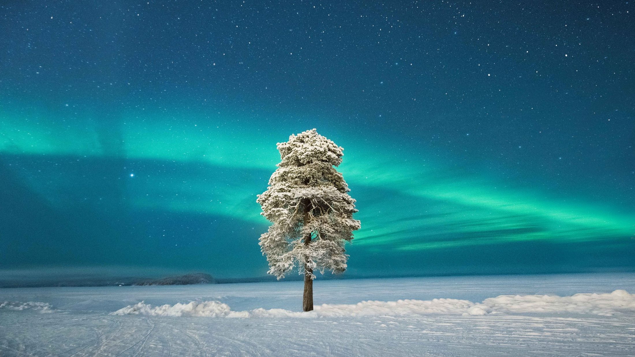 Einsamer schneebedeckter Baum unter grünem Polarlicht in der finnischen Wildnis