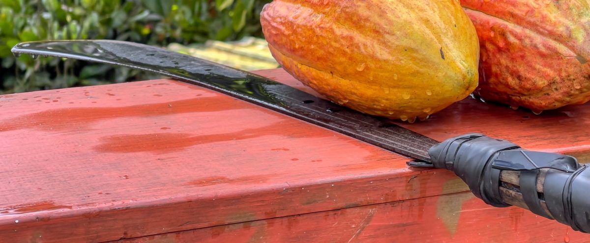 Kakaoernte mit Machete auf Trinidad