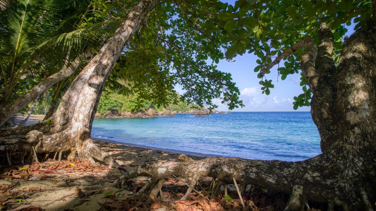 Regenwald trifft auf Strand, Tobago