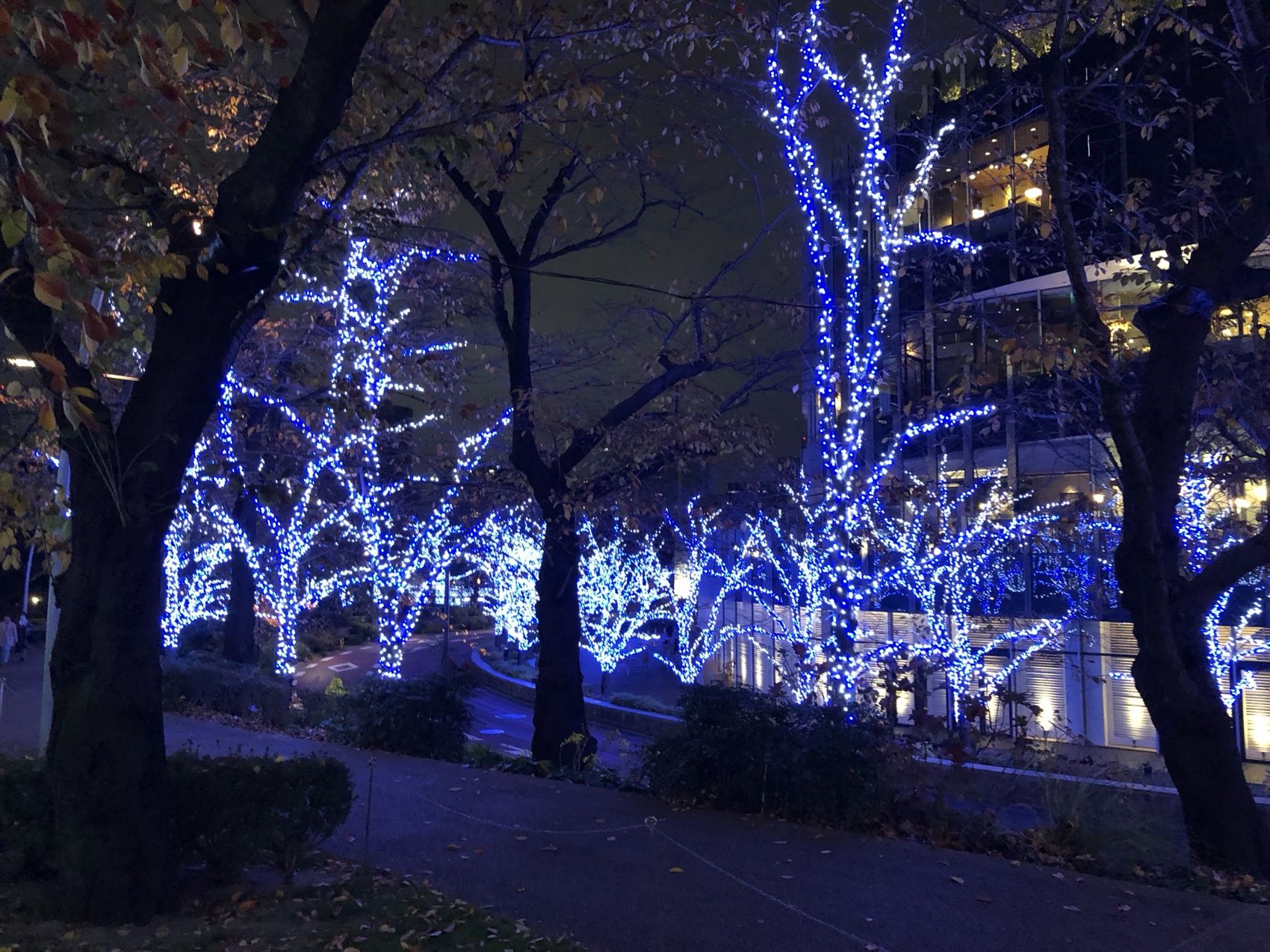 Blau beleuchtete Bäume bei Tokyo Midtown
