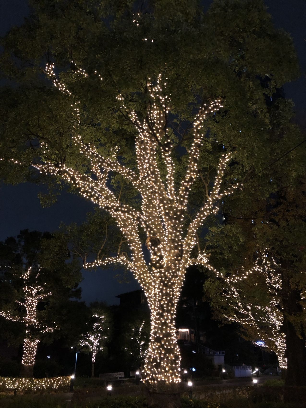 Mit warmweißen Lichterketten umwickelter Baum bei Tokyo Midtown